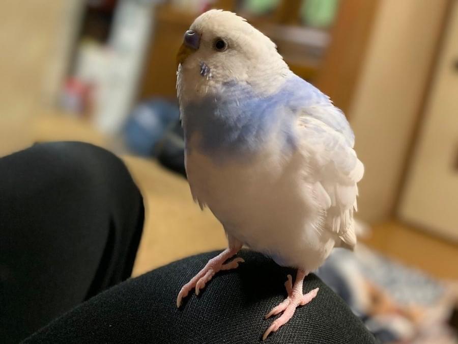 かんちゃん かんちゃん