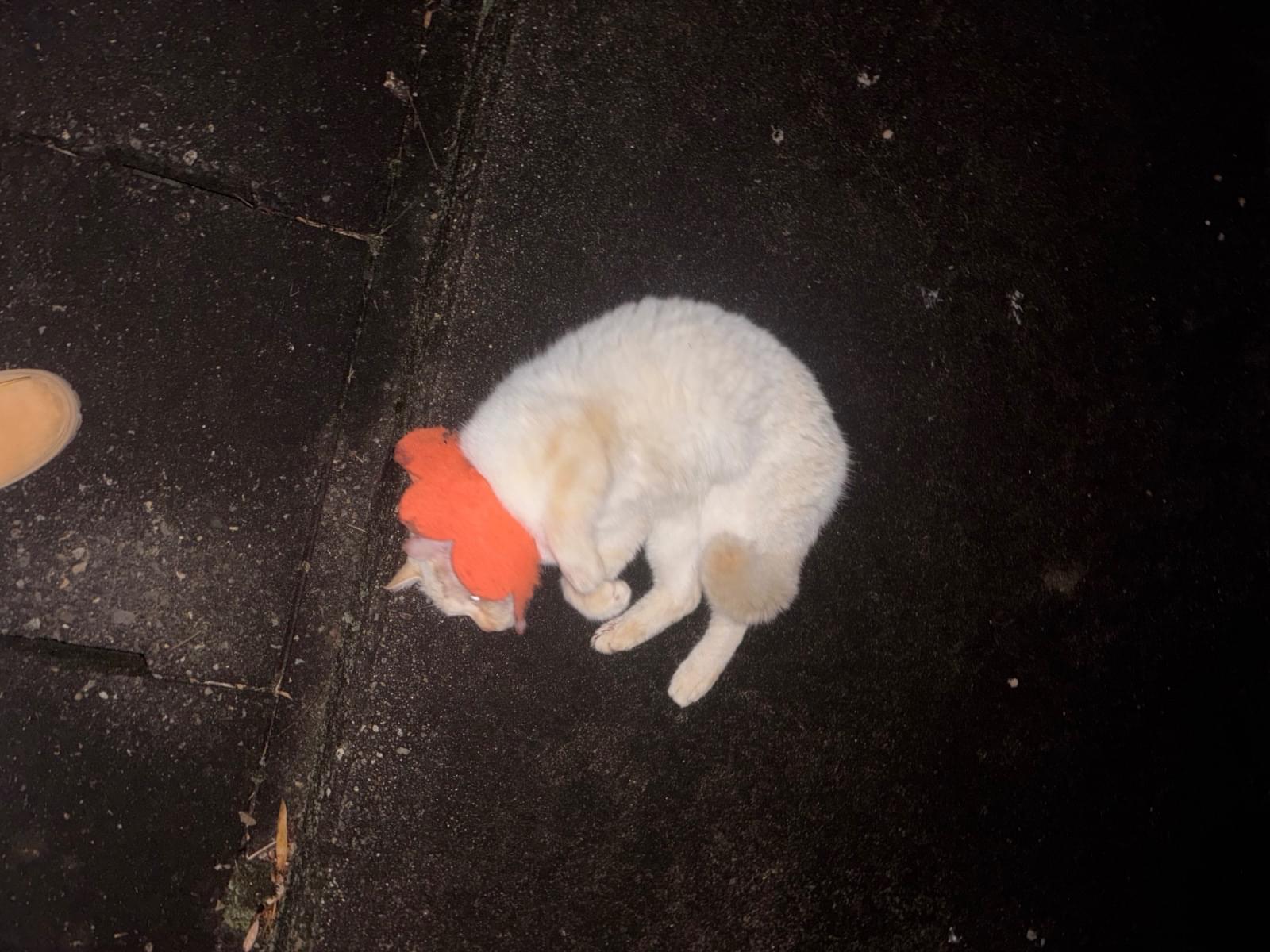 目撃された猫 目撃された猫