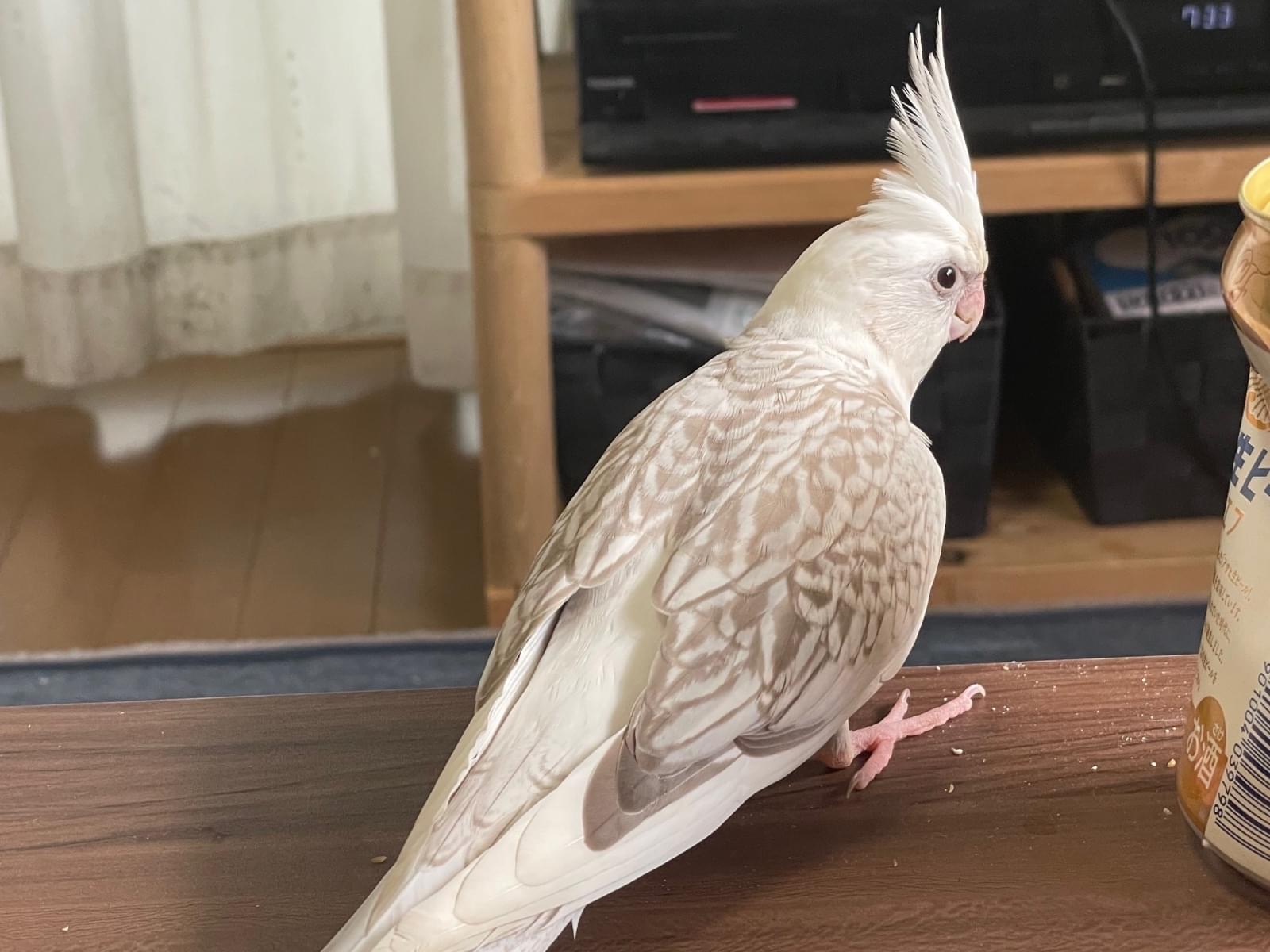 まろちゃん まろちゃん