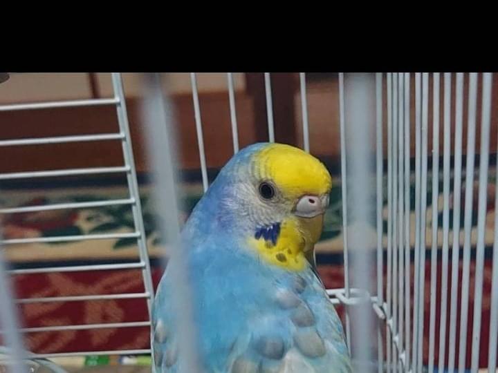 ユズちゃん ユズちゃん