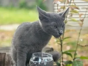 ロシアンブルー様⁂ ロシアンブルーだと思います。人懐こい猫ちゃんでした