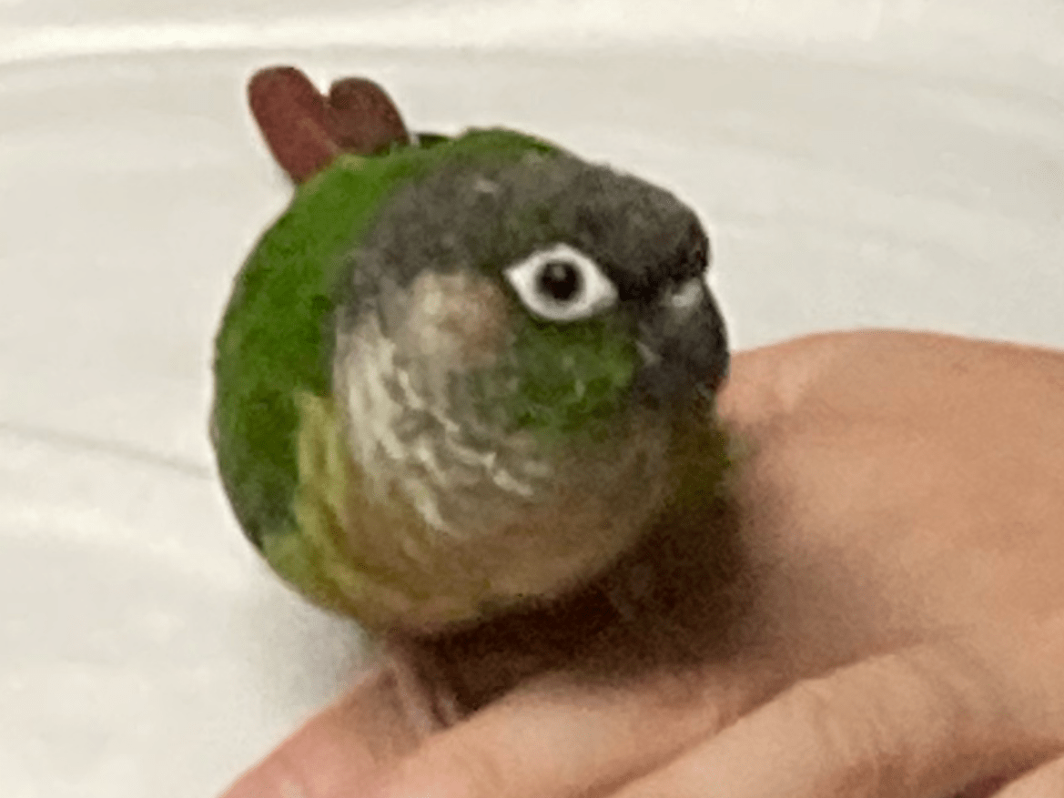 ぱせりちゃん ぱせりちゃん