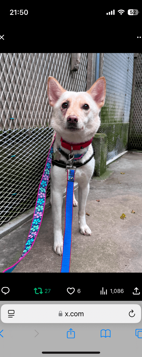 大阪府枚方市 迷子犬】