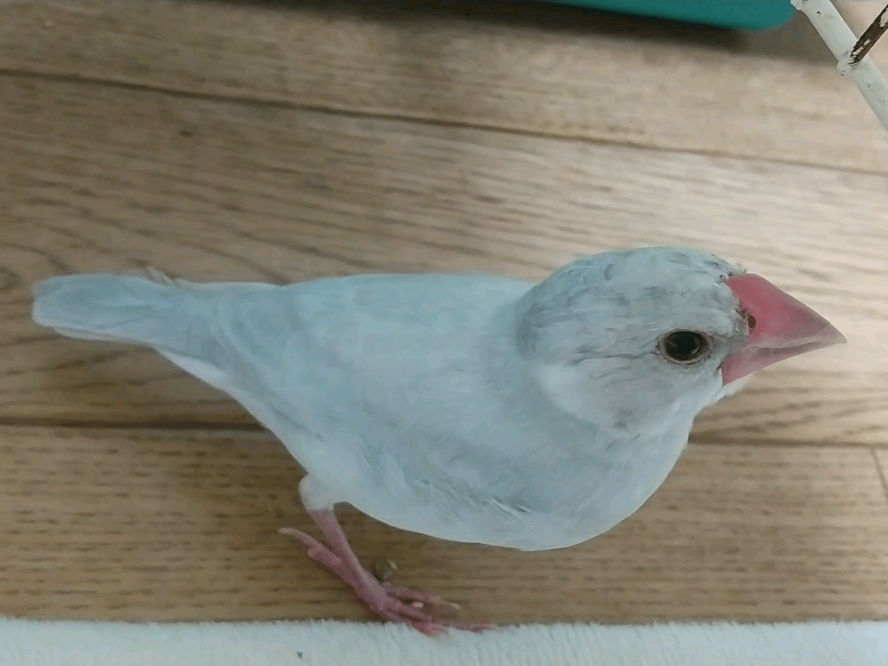 ソウちゃん ソウちゃん