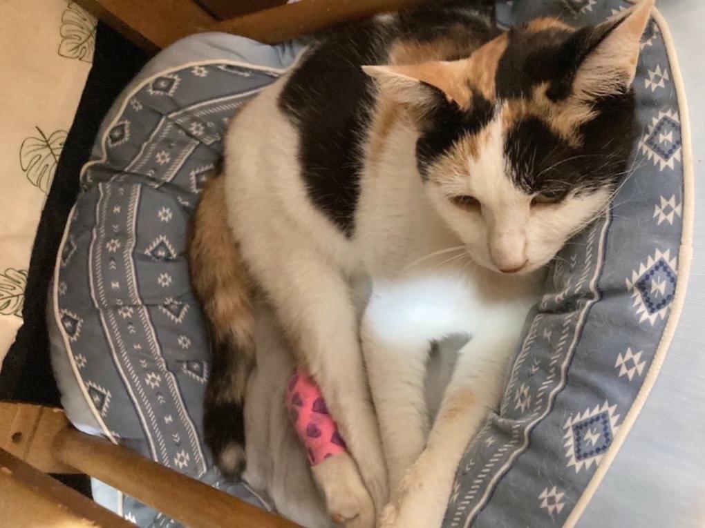 保護された猫 保護された猫