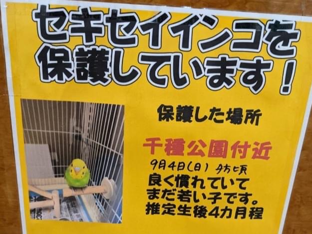 保護された鳥 保護された鳥