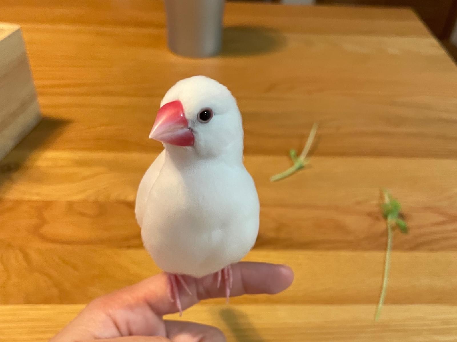 白ちゃん