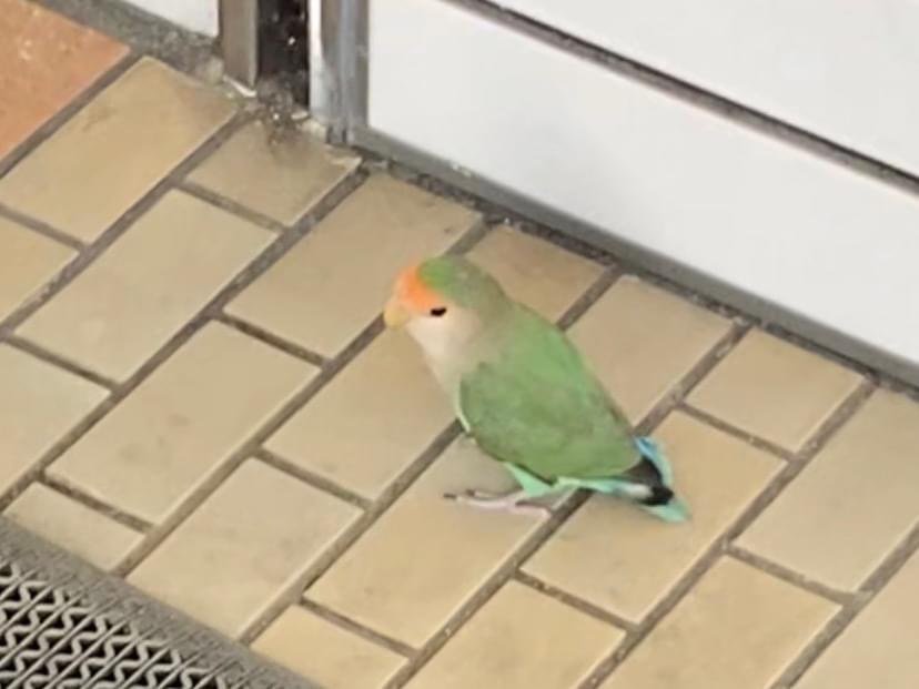 目撃された鳥 目撃された鳥