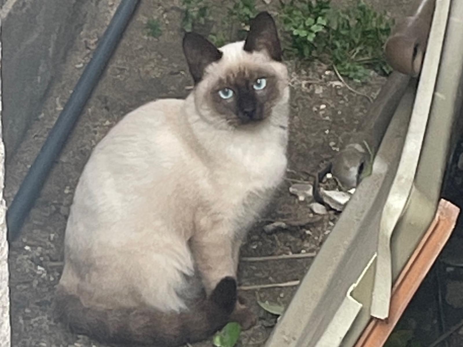 目撃された猫 目撃された猫