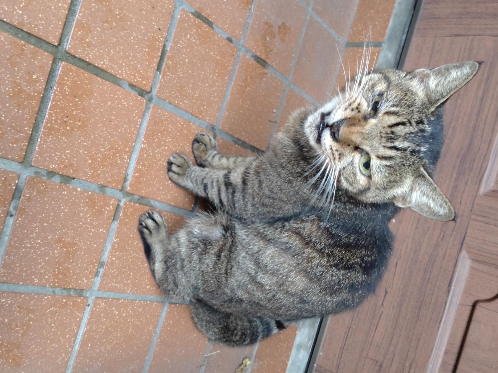 目撃された猫