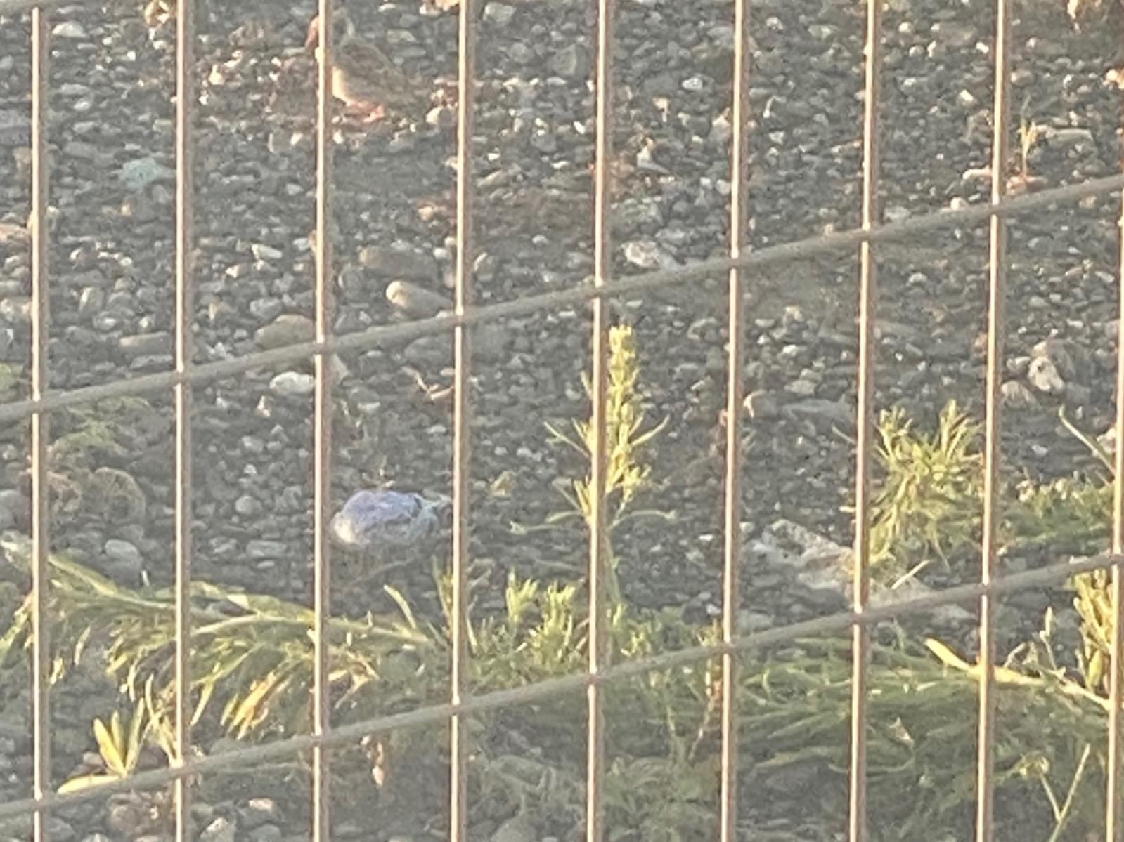 目撃された鳥 目撃された鳥