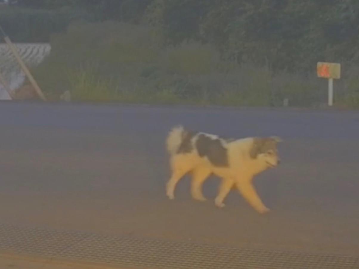 目撃された犬 目撃された犬