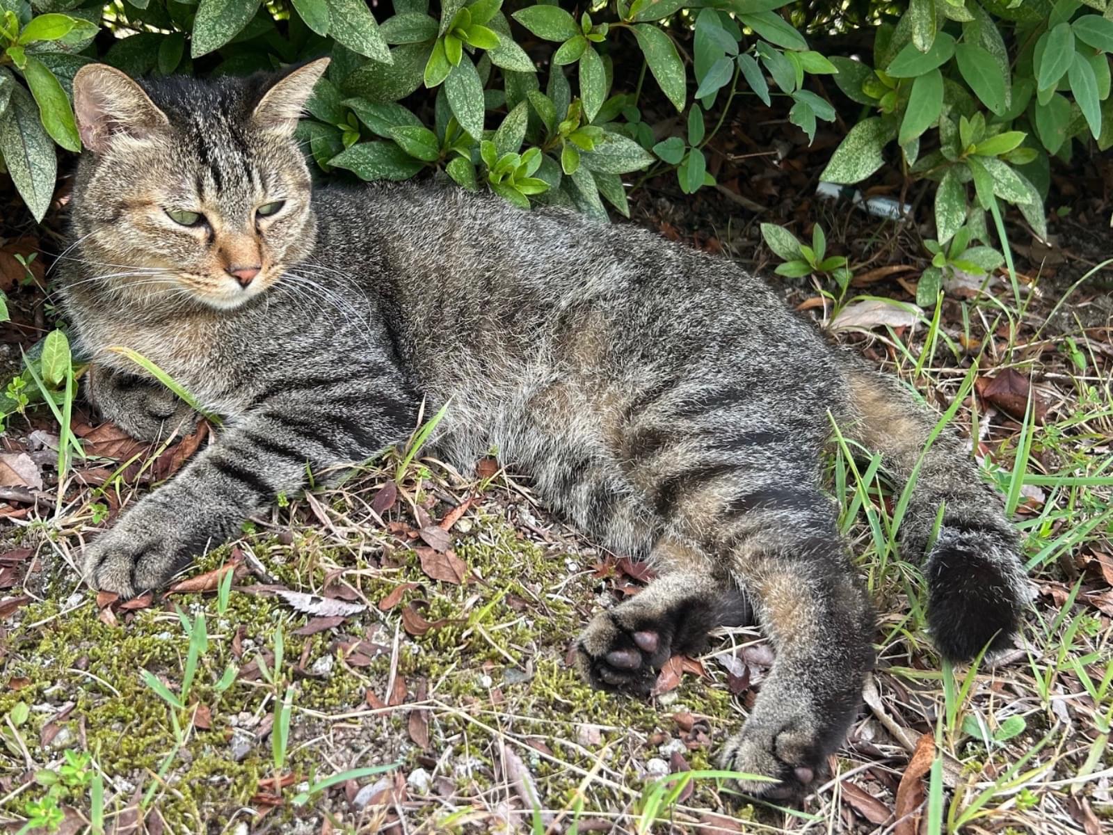 目撃された猫 目撃された猫