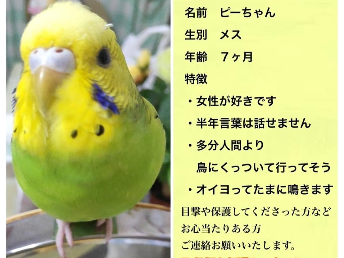 ぴーちゃん ぴーちゃん