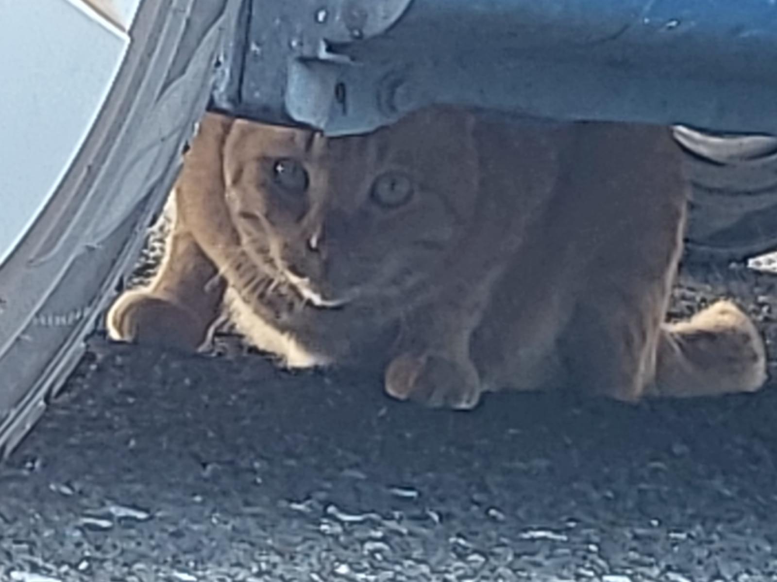 目撃された猫 目撃された猫