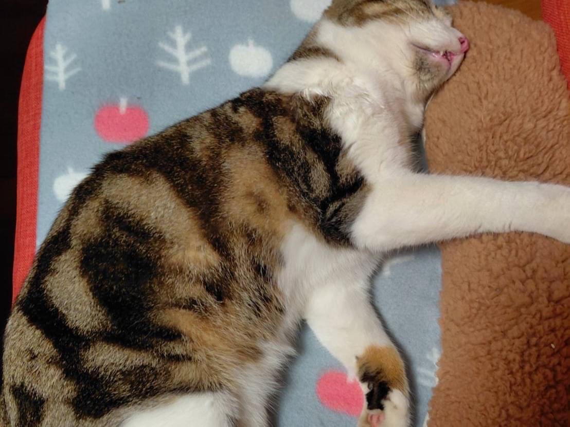 ぴぴちゃん