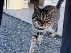 保護された猫 保護された猫