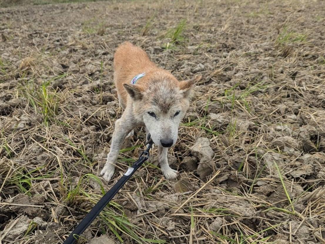 保護された犬 保護された犬