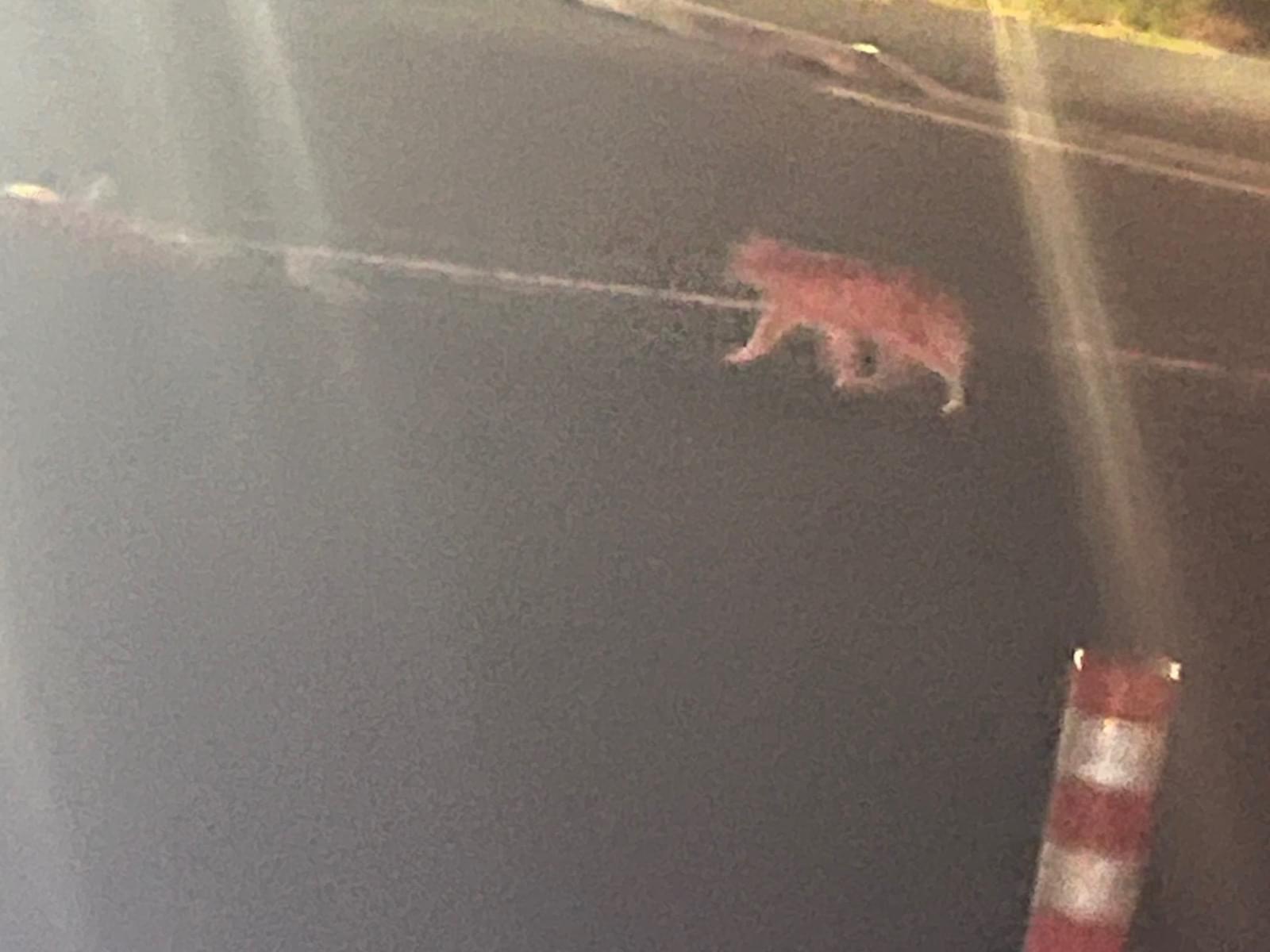 目撃された猫