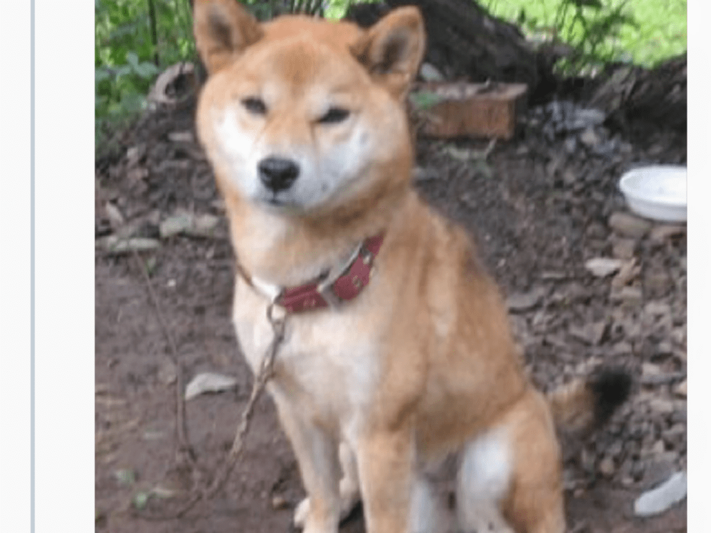 目撃された犬 目撃された犬