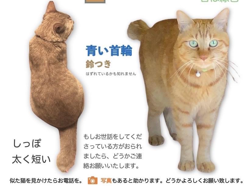 チャイちゃん チャイちゃん