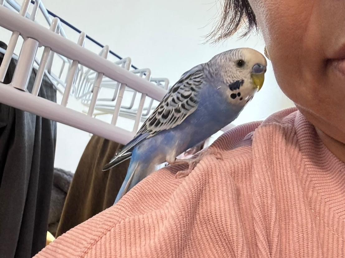 ぴーすけちゃん ぴーすけちゃん
