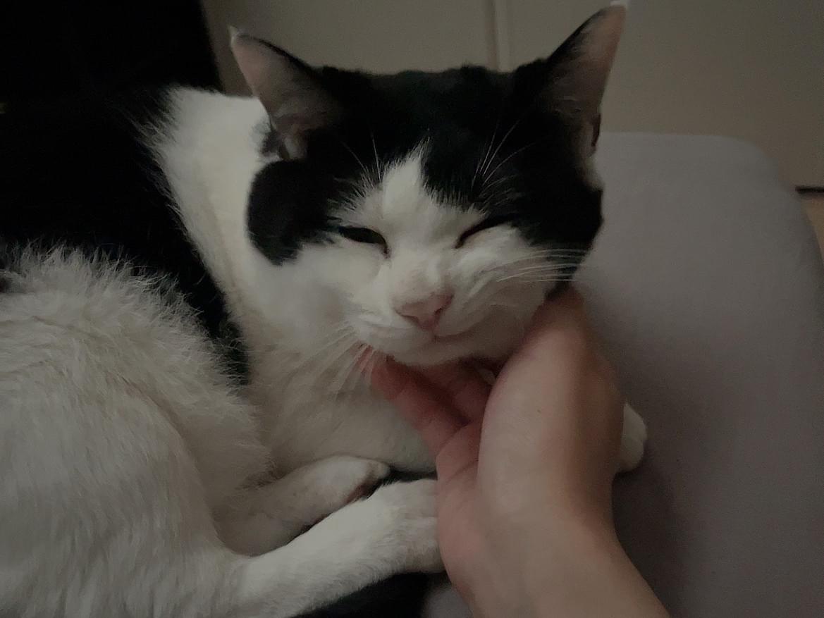 トトちゃん トトちゃん