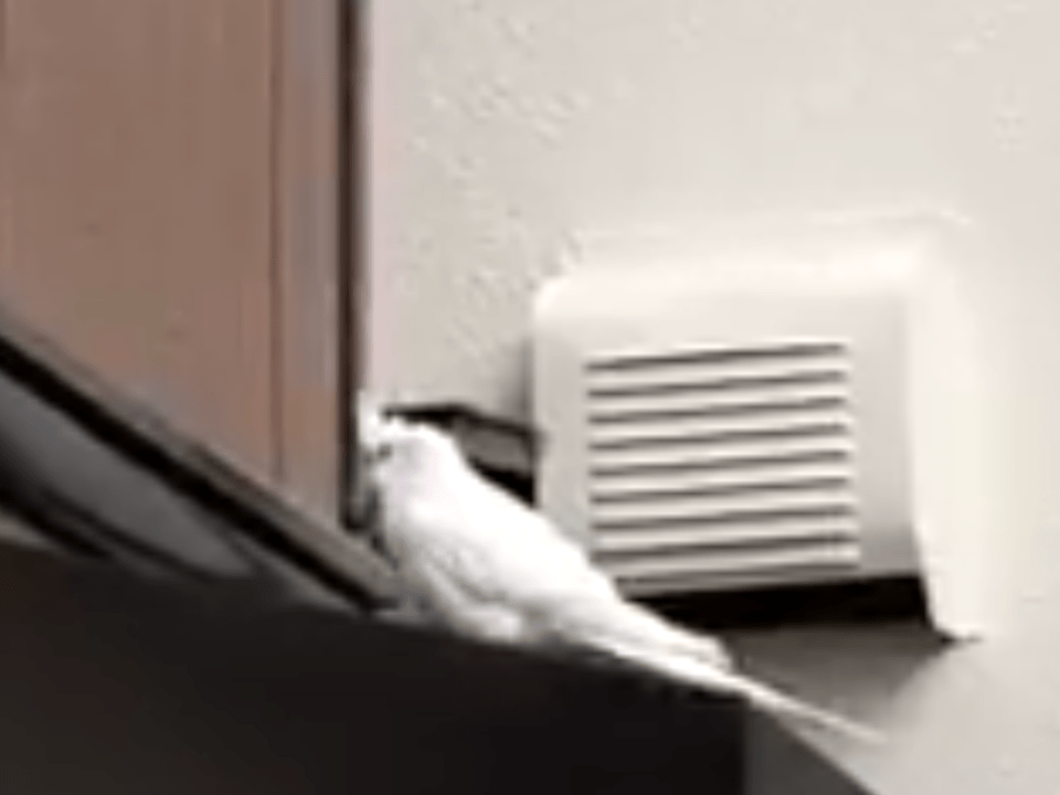 保護された鳥 保護された鳥