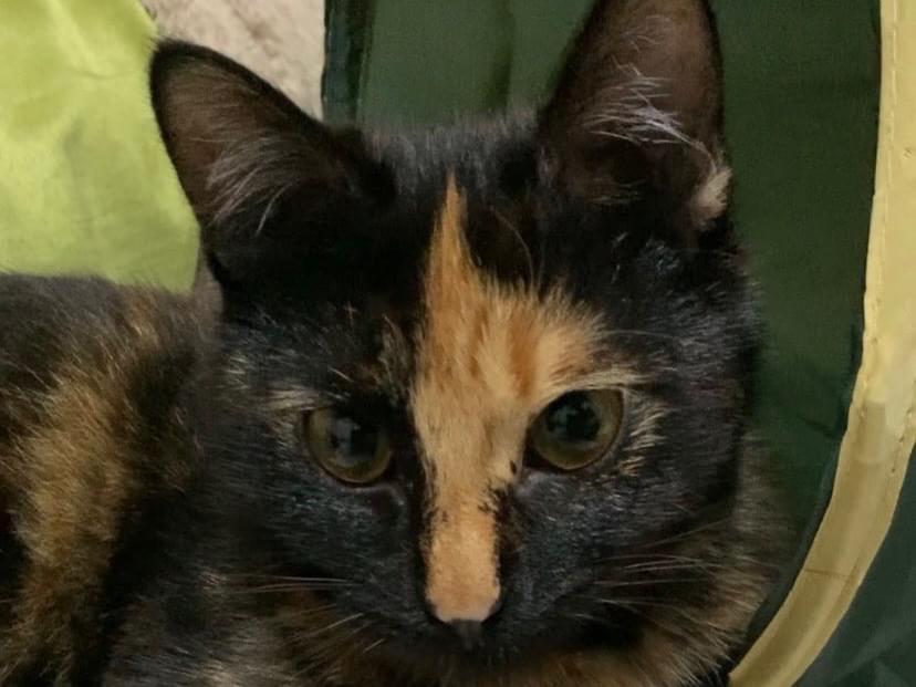 イーブイちゃん