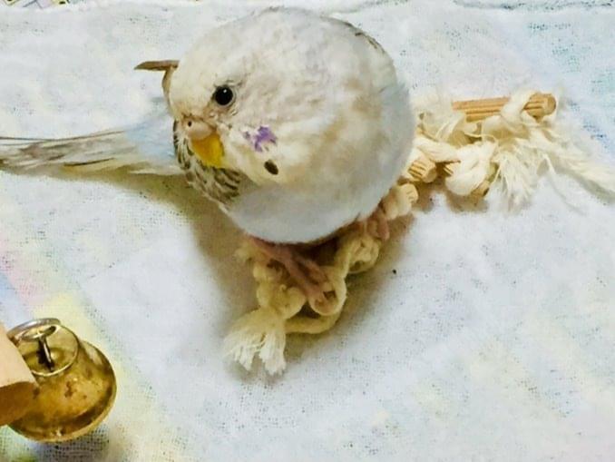 シナモンちゃん シナモンちゃん