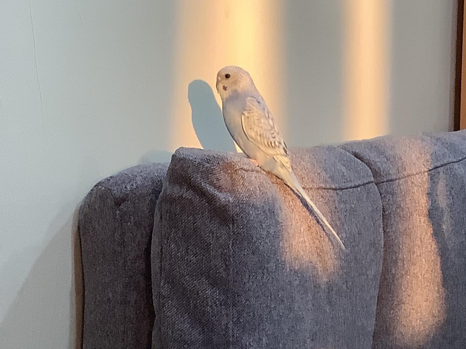 ぺこちゃん ぺこちゃん