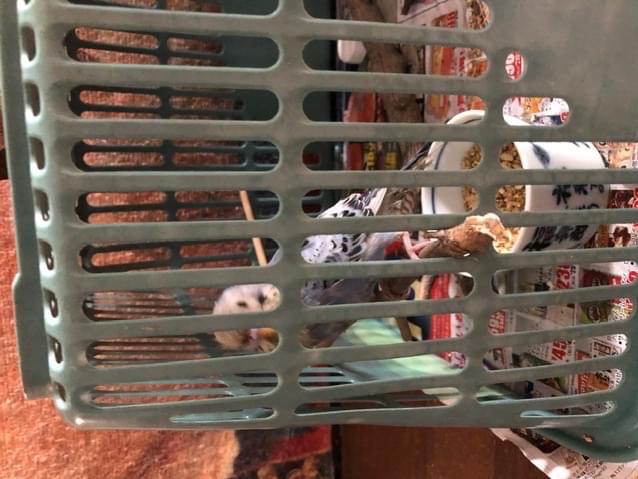 保護された鳥 保護された鳥