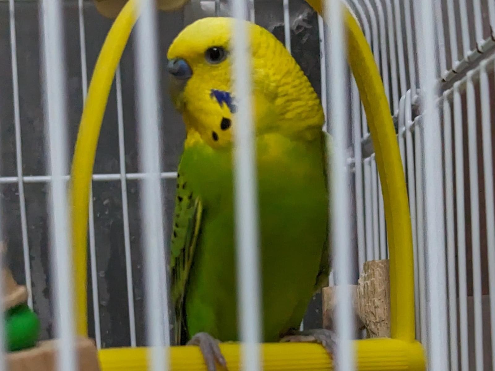 テンちゃん テンちゃん