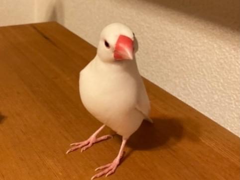 はくちゃん はくちゃん