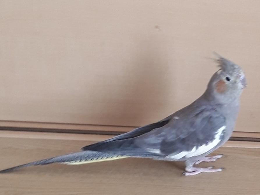こっちゃん こっちゃん