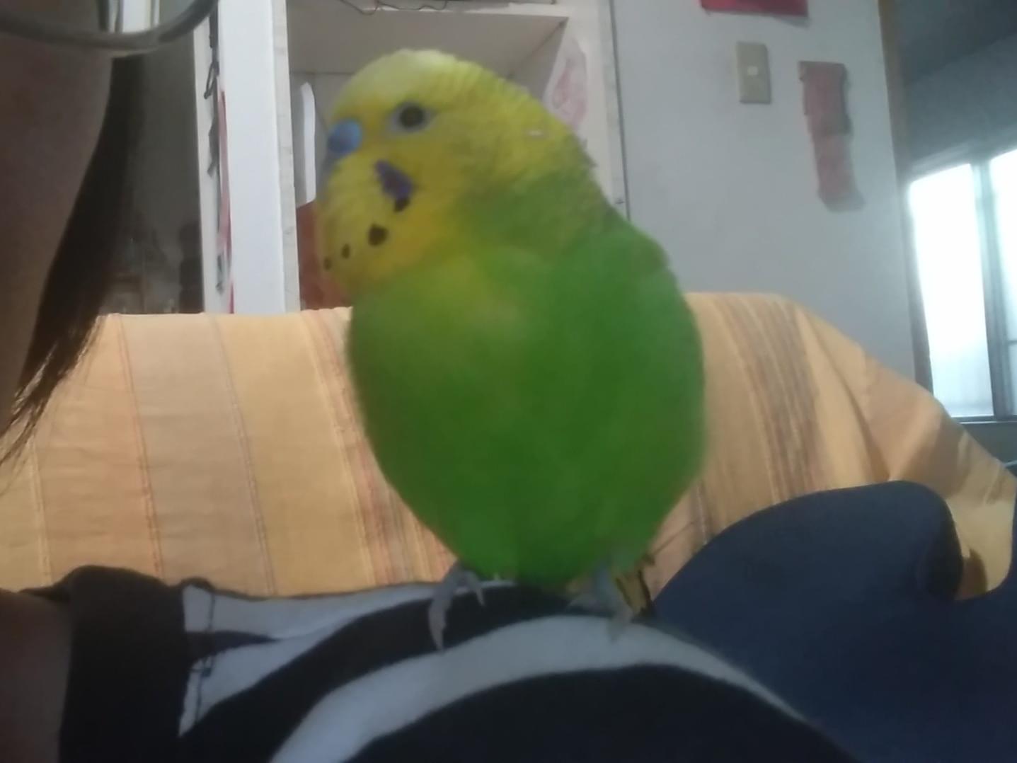 ハッピーちゃん