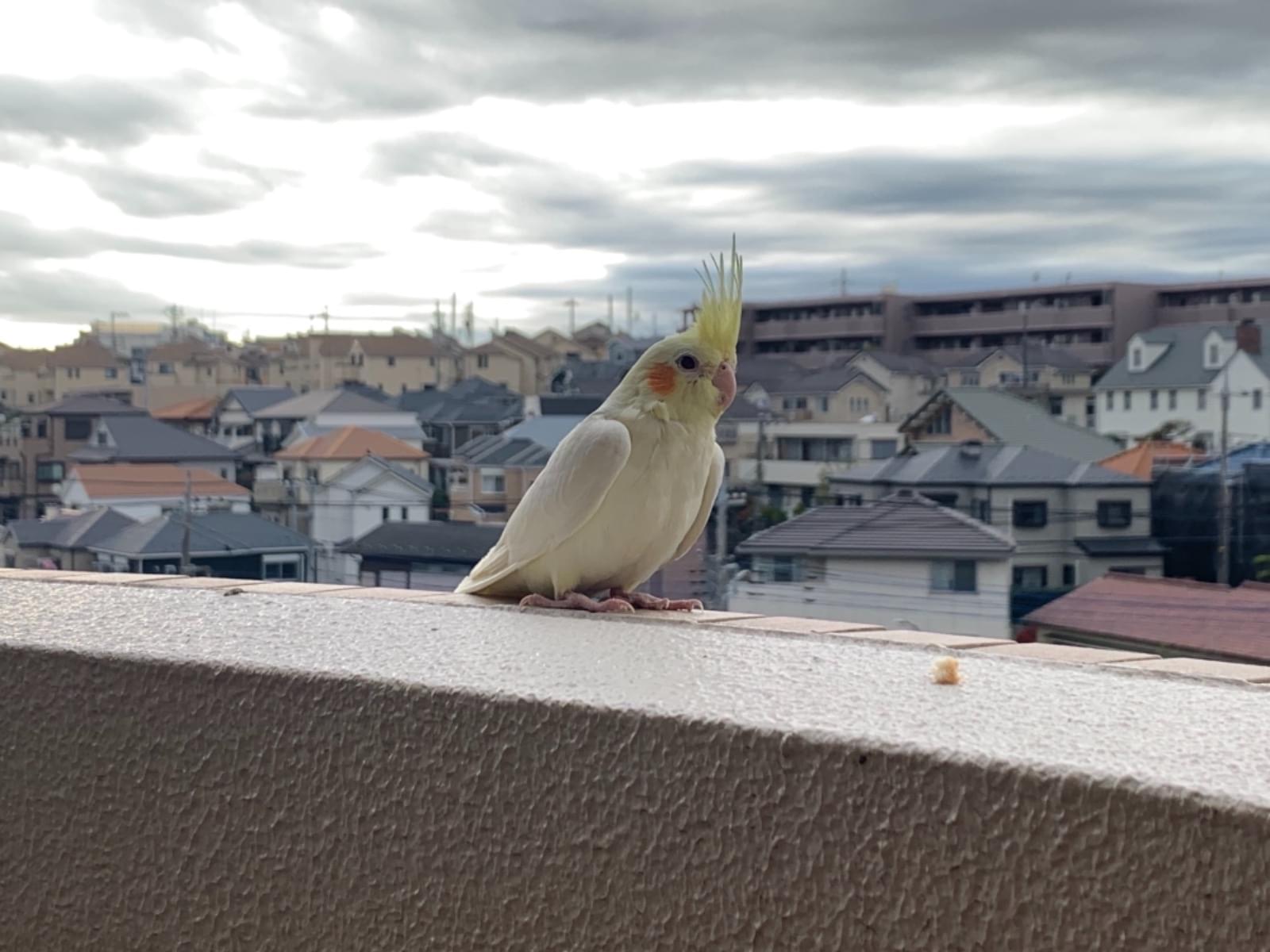保護された鳥 保護された鳥