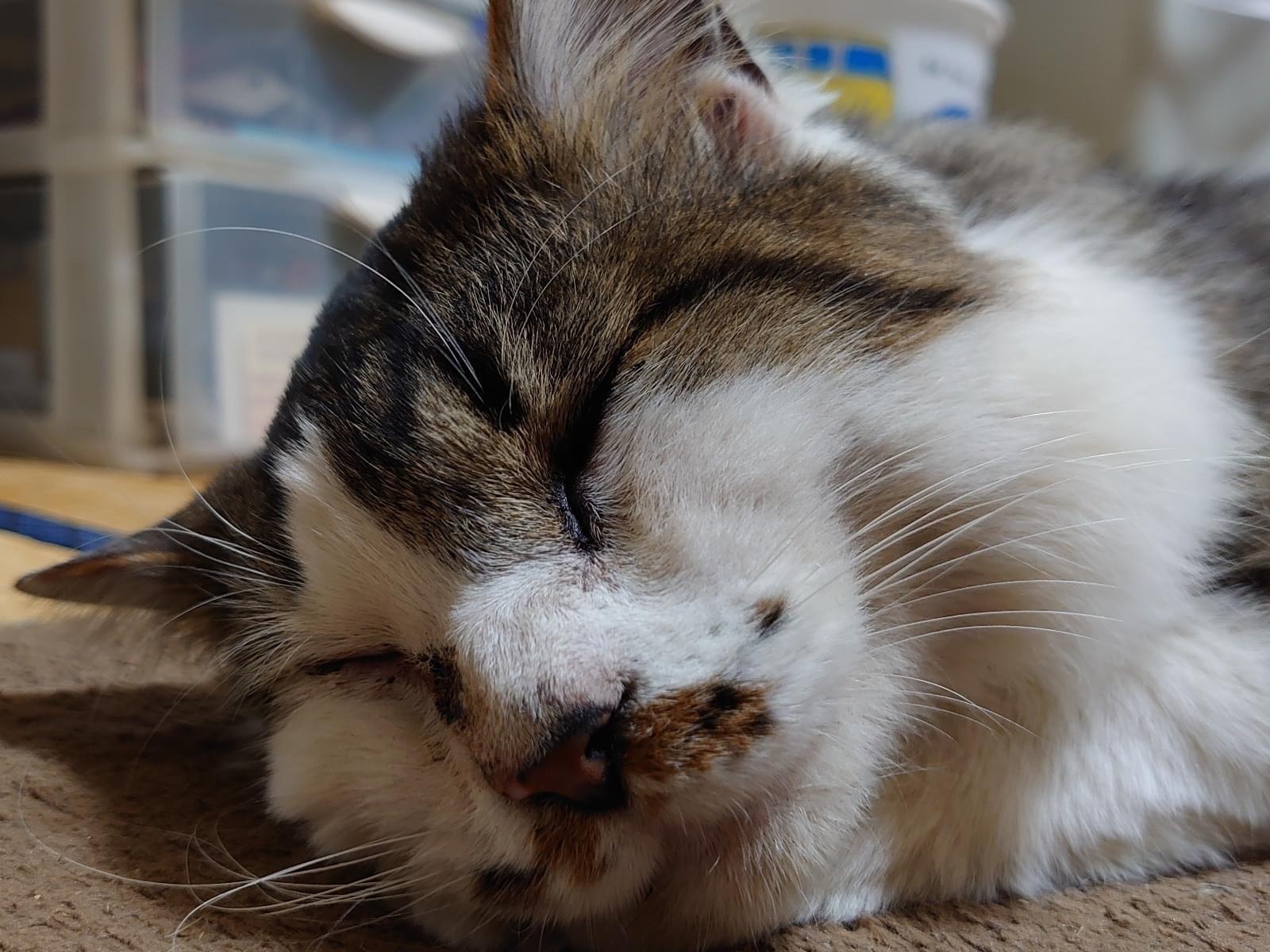 保護された猫 保護された猫