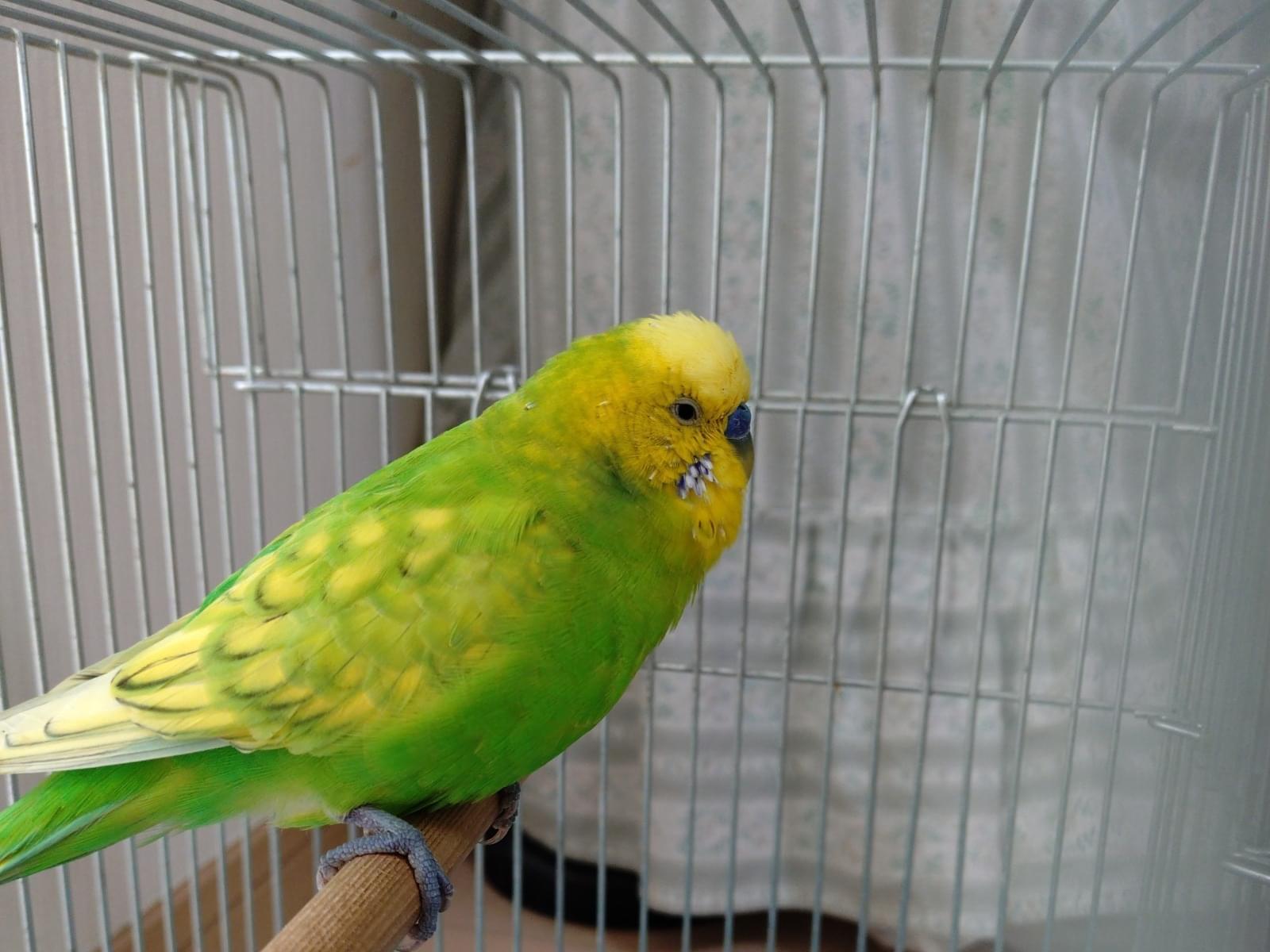 保護された鳥