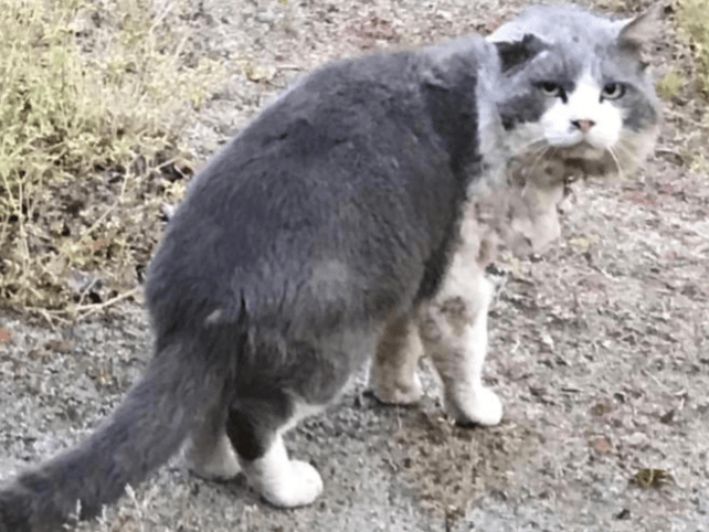 保護された猫 保護された猫