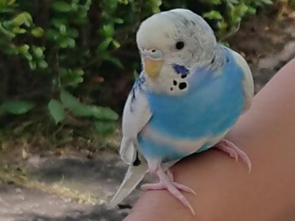 目撃された鳥 目撃された鳥