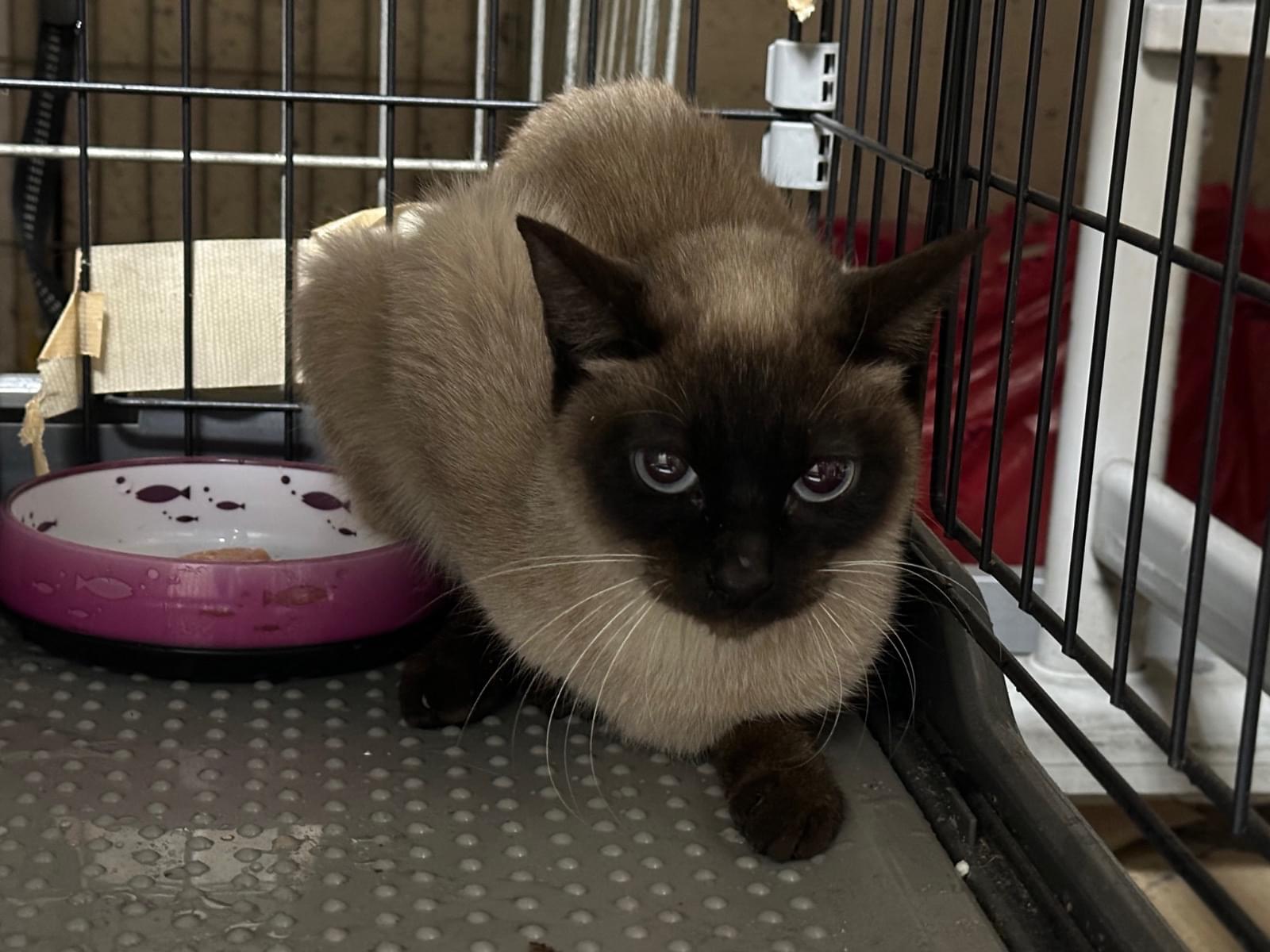 保護された猫 保護された猫