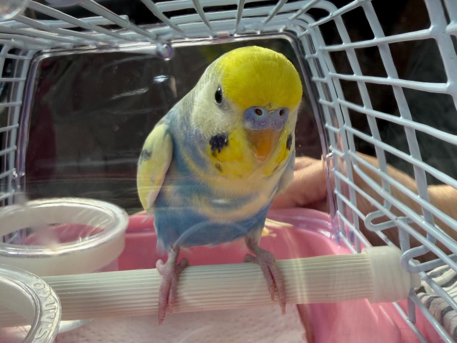 保護された鳥