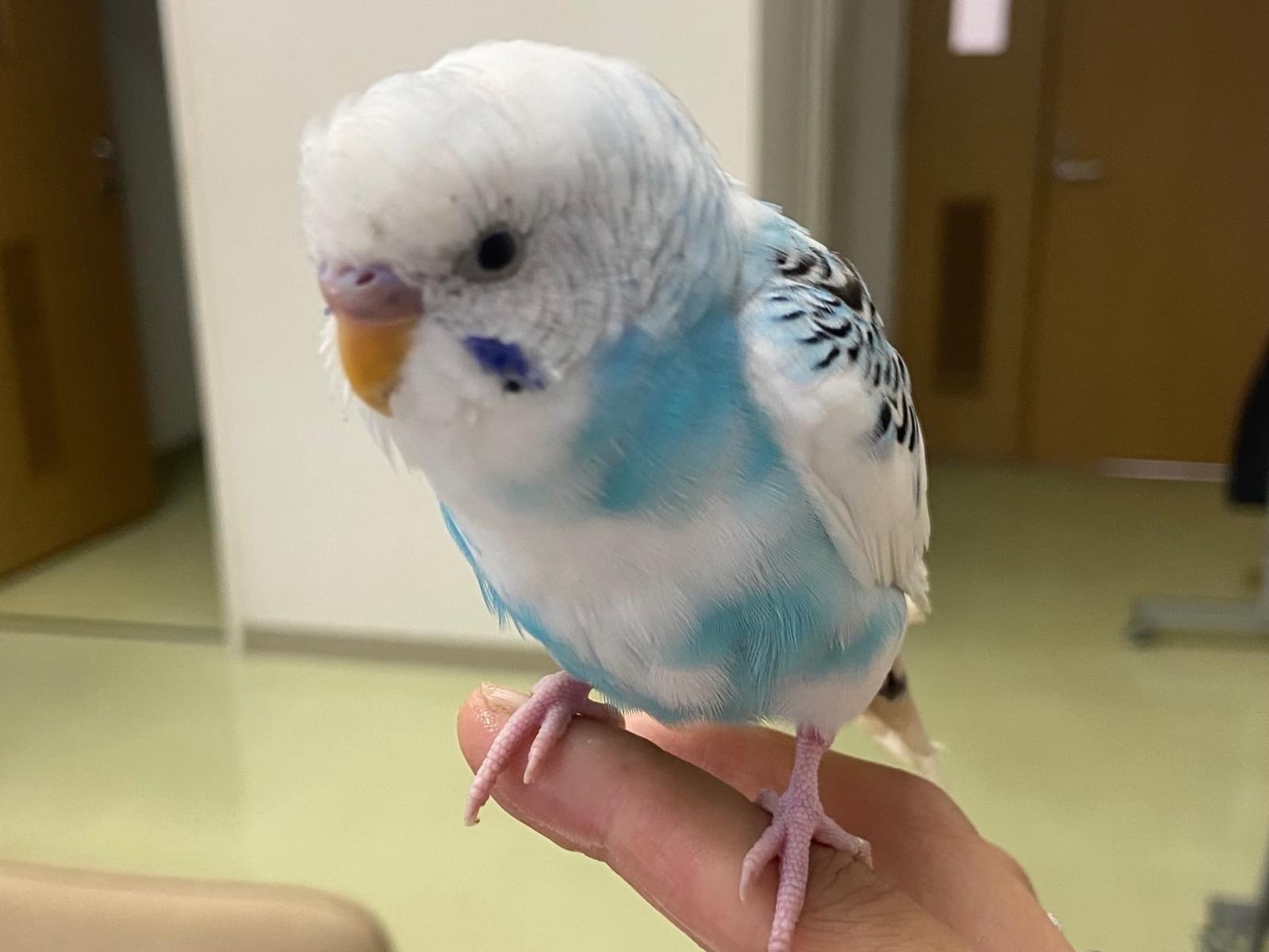 保護された鳥 保護された鳥
