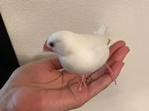 迷子 ページ 迷子ペットのデータベース