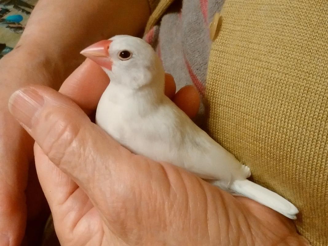 ピーちゃん ピーちゃん