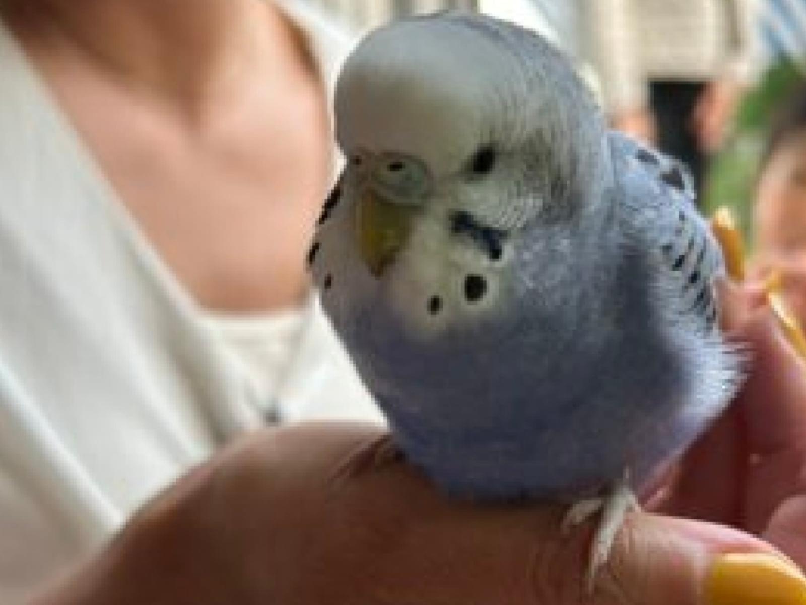 保護された鳥 保護された鳥