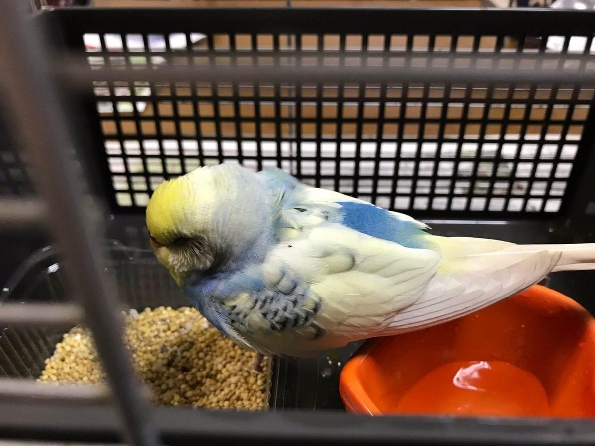 保護された鳥 保護された鳥