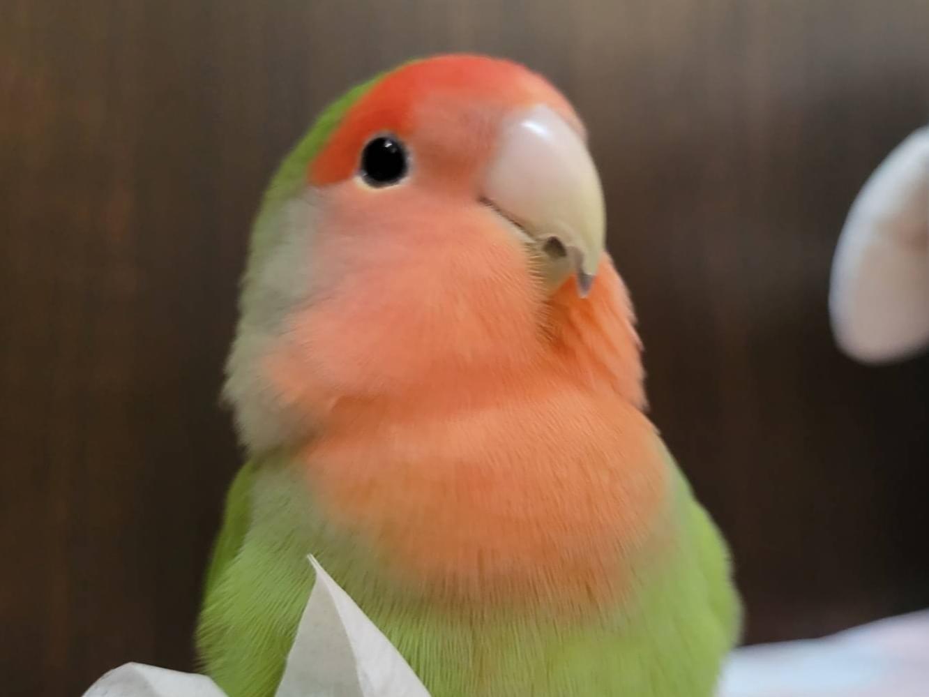 みかんちゃん みかんちゃん