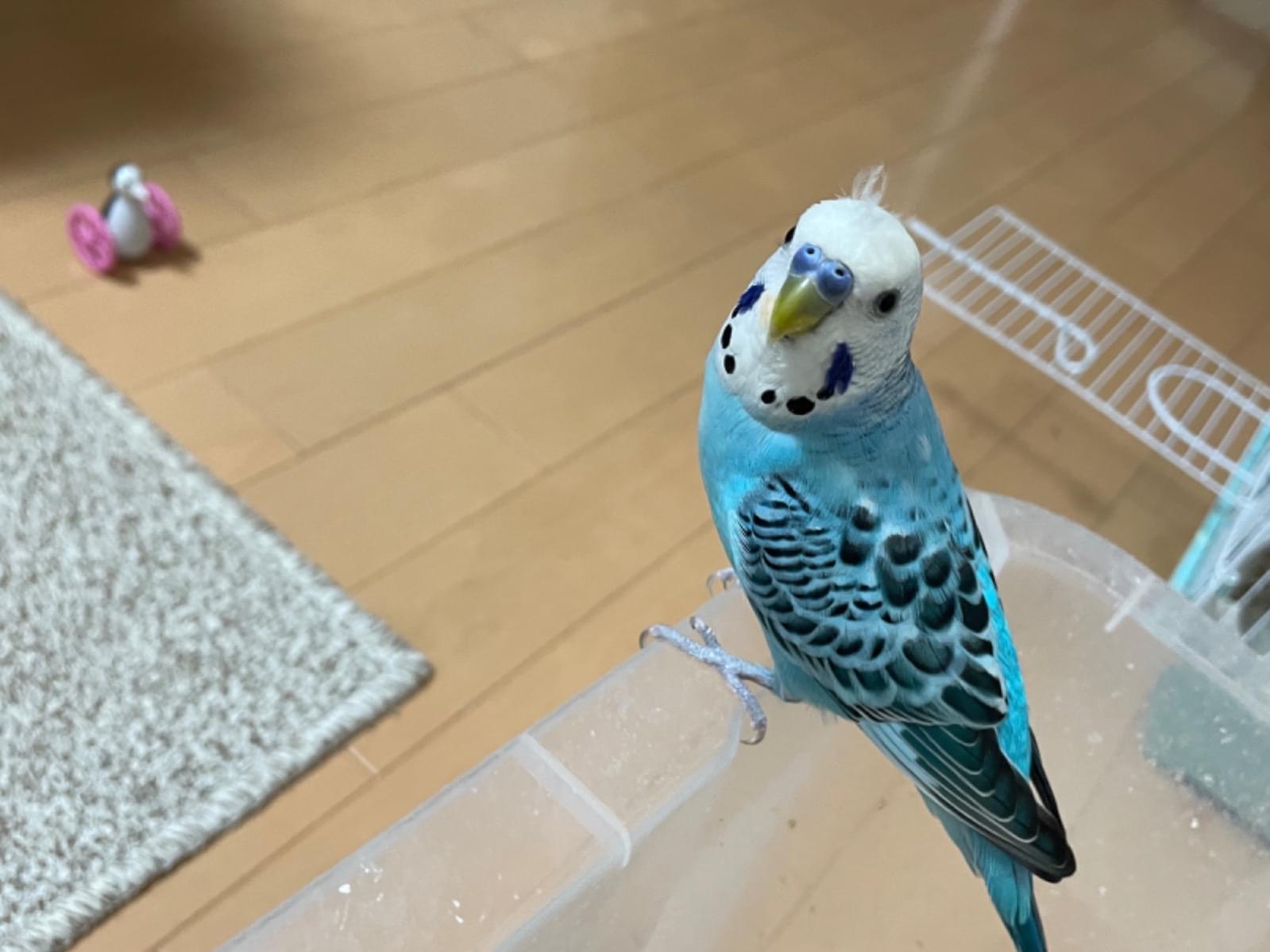 そらちゃん そらちゃん